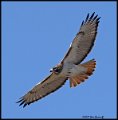 _B211988 red-tailed hawk